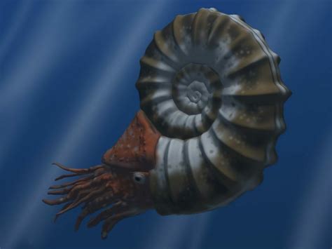 what did ammonites look like